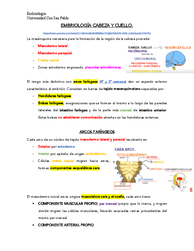 Miniatura del documento Embriologia-cabeza-y-cuello.pdf