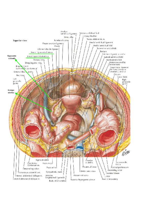 Miniatura del documento Laminas-examen-genitourinario.pdf