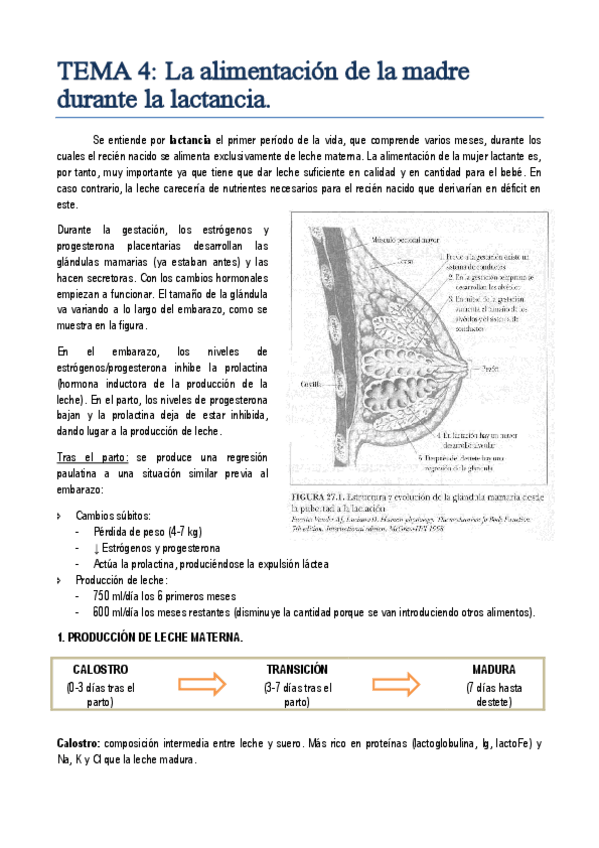 Miniatura del documento TEMA 4. La alimentación de la madre durante la lactancia.pdf