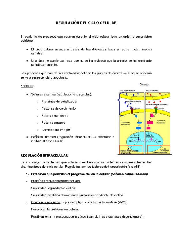 Miniatura del documento Regulacion-del-ciclo-celular.pdf
