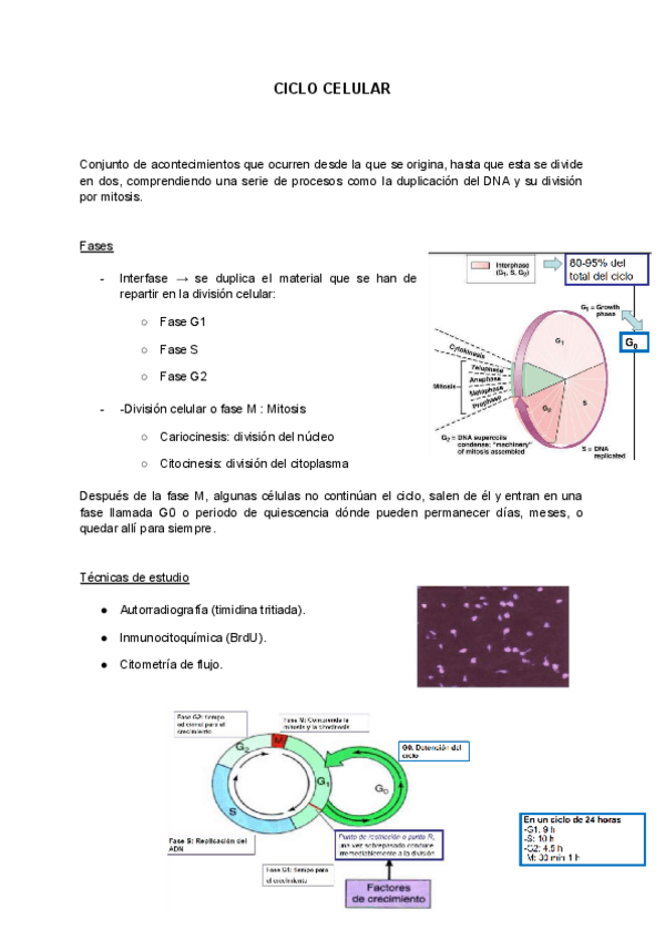 Miniatura del documento Ciclo-Celular.pdf