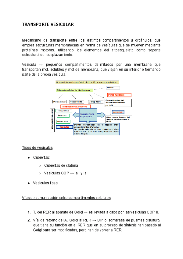 Miniatura del documento Transporte-vesicular-Secrecion-y-endocitosis.pdf