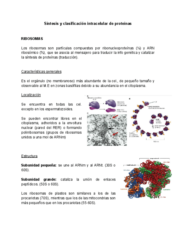 Miniatura del documento Sintesis-y-clasificacion-intracelular-de-proteinas.pdf