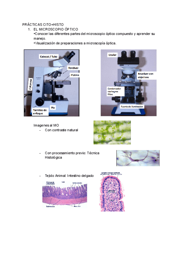 Miniatura del documento Practicas-Citología e Histología.pdf