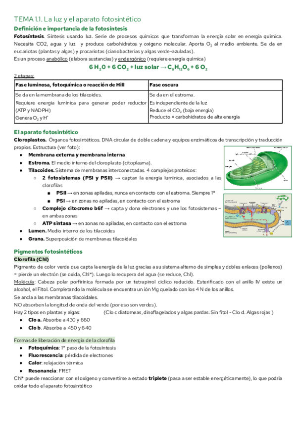 Miniatura del documento TEMA-1.1.-La-luz-y-el-aparato-fotosintetico.pdf