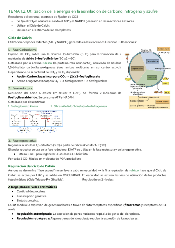 Miniatura del documento TEMA-1.2.-Utilizacion-de-la-energia-en-la-asimilacion-de-carbono-nitrogeno-y-azufre.pdf