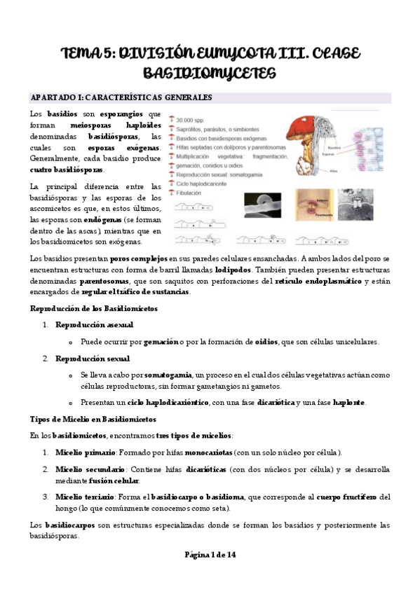 Miniatura del documento Tema-5-Division-Eumycota-III.-Clase-Basidiomycetes.pdf
