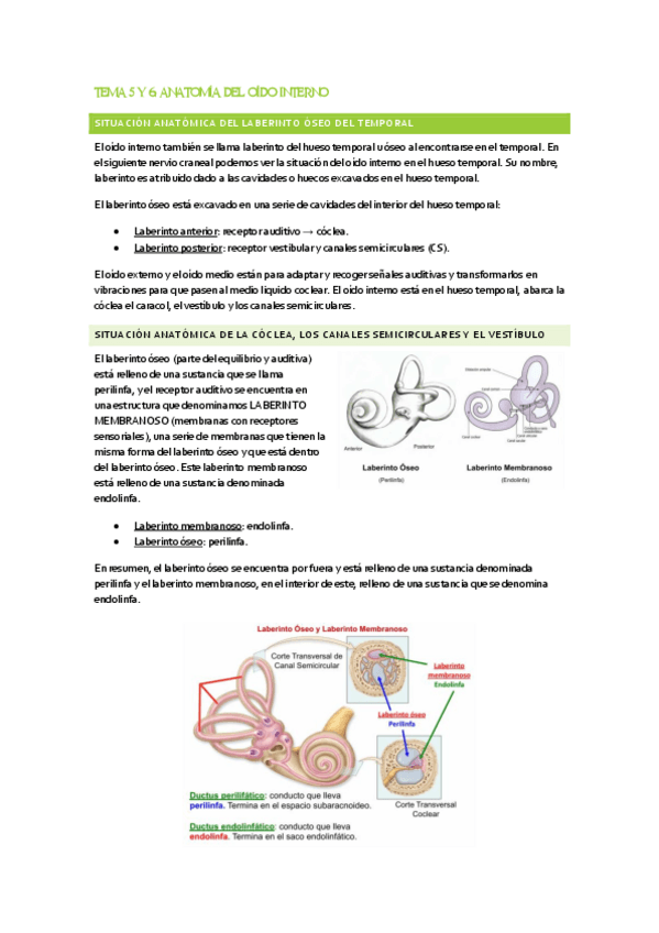 Miniatura del documento TEMA-5-Y-6.-Anatomia-de-OI.pdf
