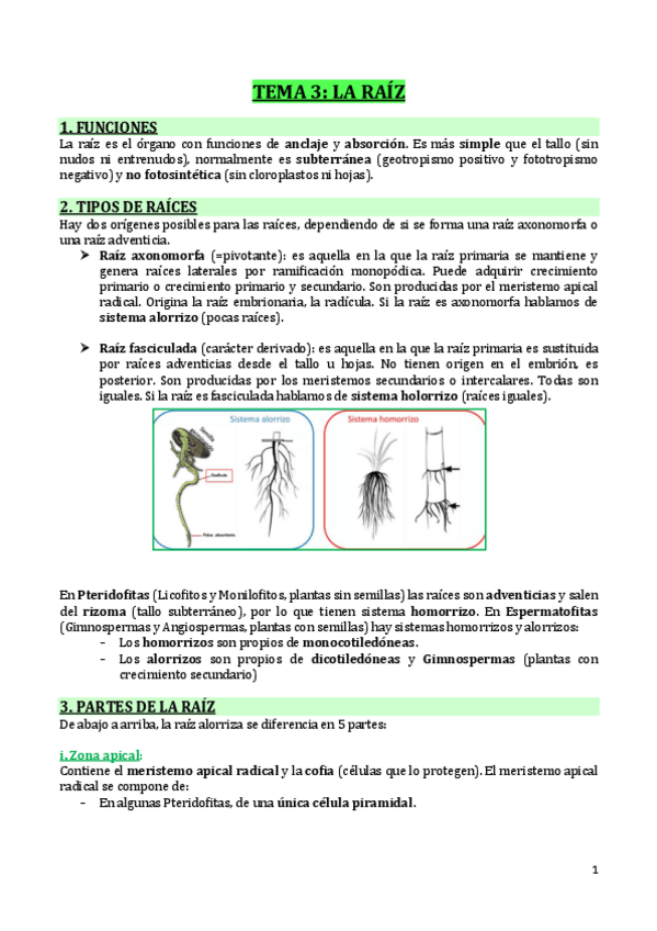 Miniatura del documento T3-LA-RAIZ.pdf