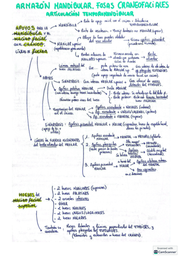 Miniatura del documento armazon mandibular, fosas craneofaciales y articulacion temporomandibular anatomia.pdf