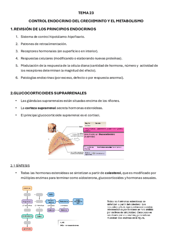 Miniatura del documento TEMA-23.pdf