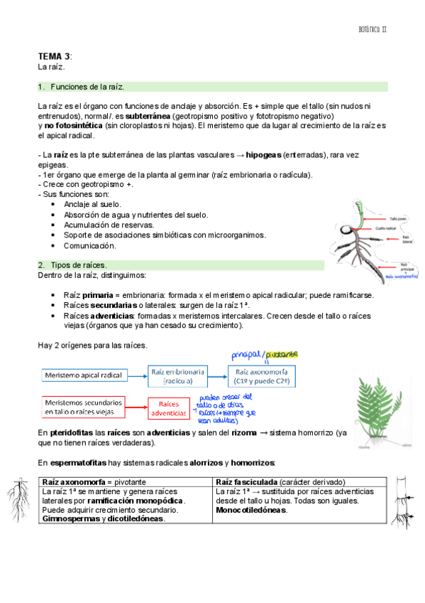 Miniatura del documento TEMA-3-BOT-II.pdf