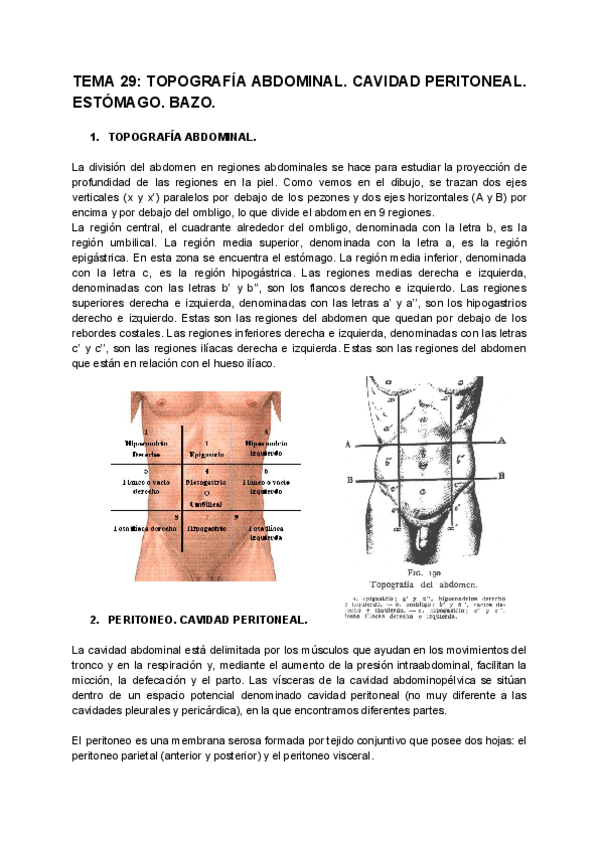 Miniatura del documento TEMA 29. TOPOGRAFÍA ABDOMINAL. CAVIDAD PERITONEAL. ESTÓMAGO. BAZO..pdf