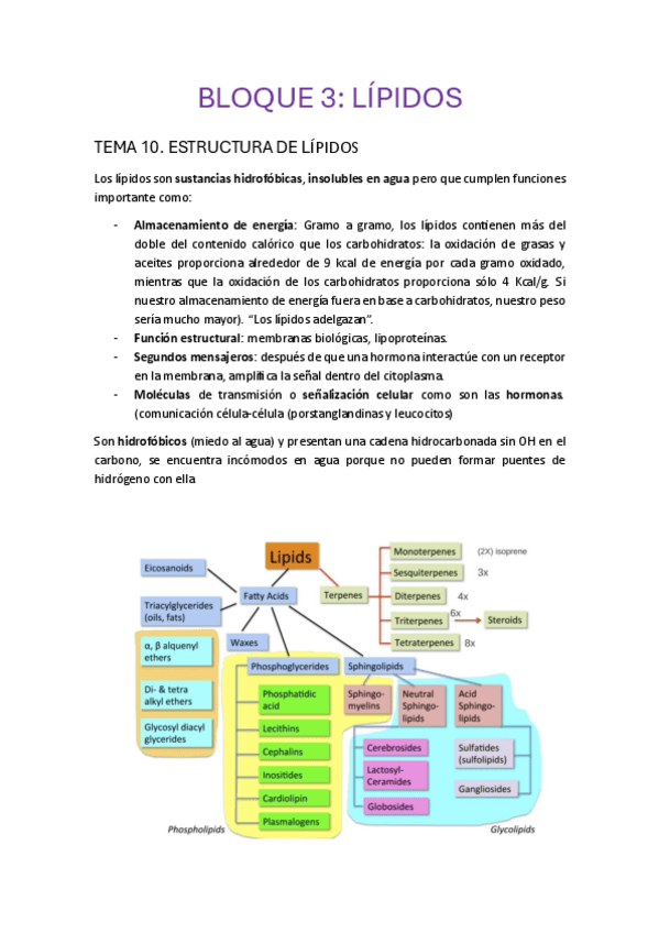 Miniatura del documento BLOQUE-3.-LIPIDOS.pdf