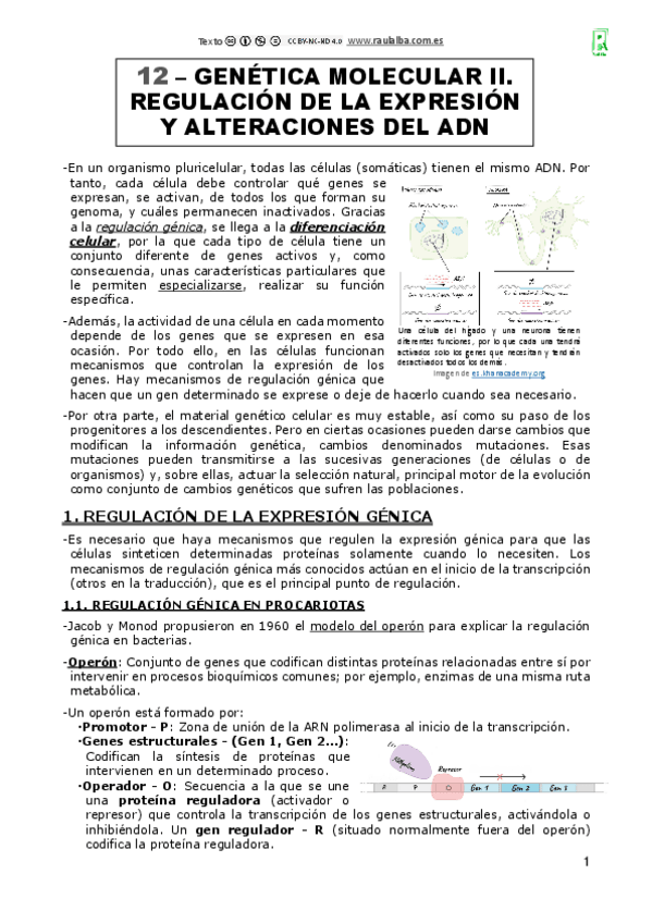 Miniatura del documento 12-Genetica-molecular-II.pdf