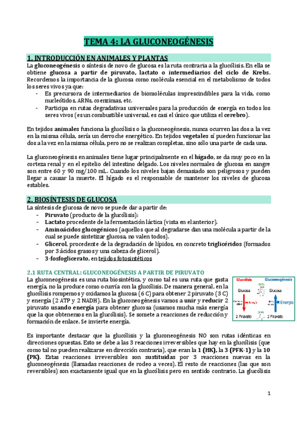 Miniatura del documento T4-GLUCONEOGENESIS.pdf