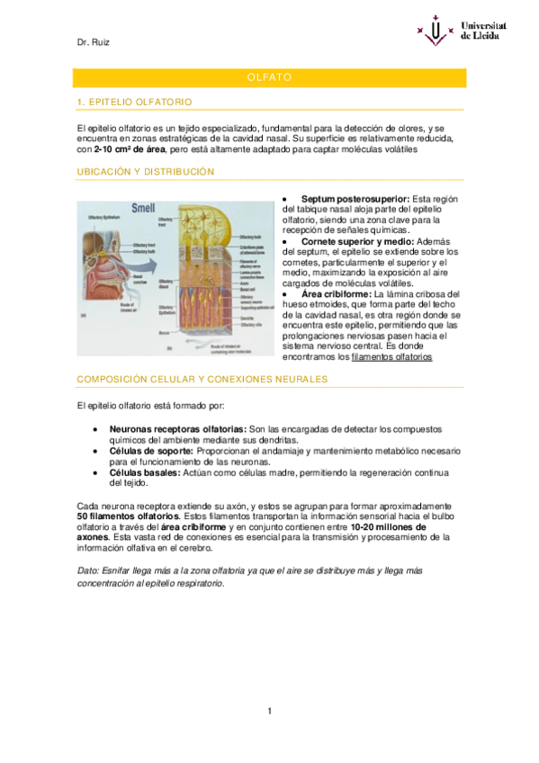 Miniatura del documento Olfato.pdf