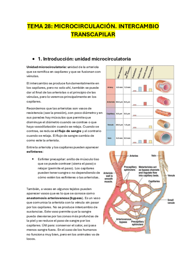Miniatura del documento Tema-28-Microcirculacion.-Intercambio-trascapilar.pdf