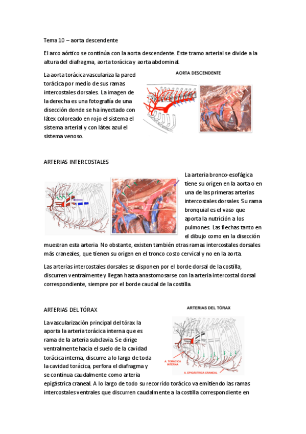 Miniatura del documento TEMA-10-CARDIO-VASCULAR.pdf