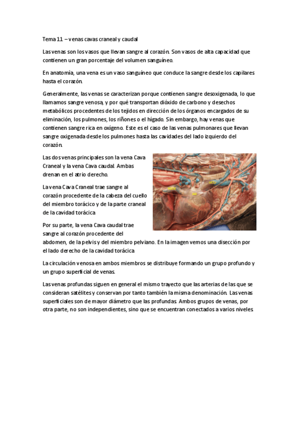 Miniatura del documento TEMA-11-CARDIO-VASCULAR.pdf