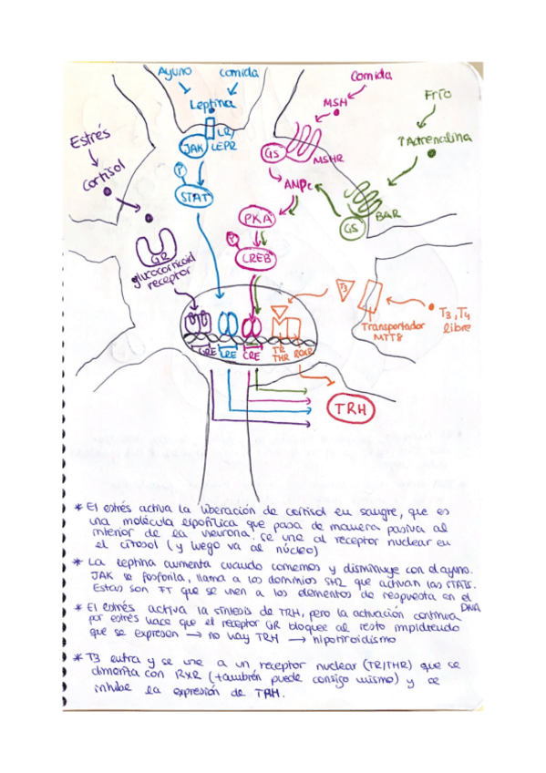 Miniatura del documento dibujos-bioquimica-tema-2.pdf