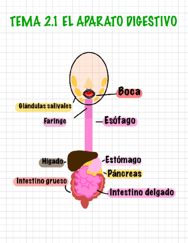 Miniatura del documento El-aparato-digestivo-3ESO.pdf