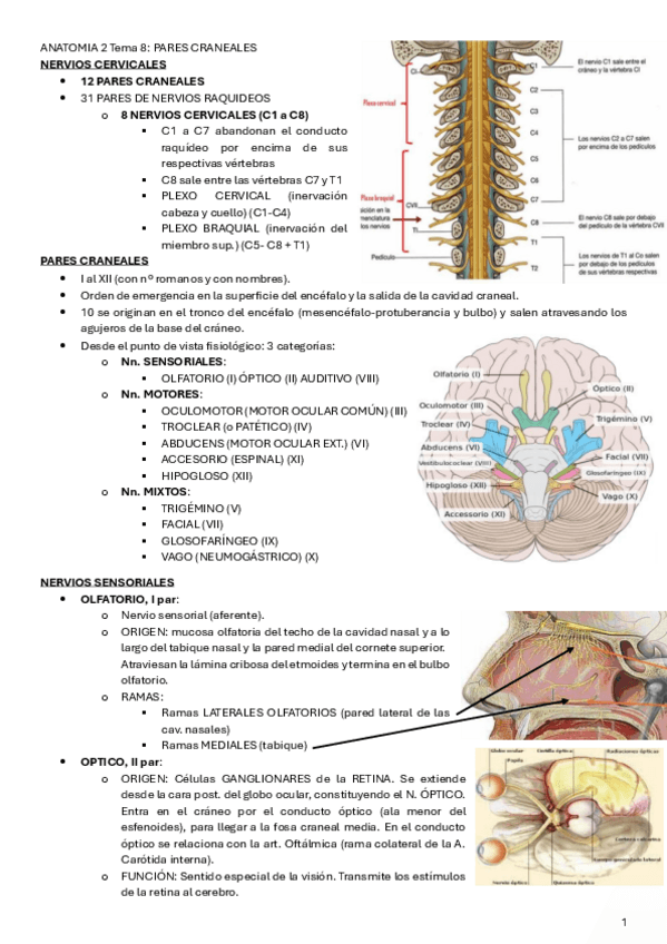Miniatura del documento ANATOMIA-2-Tema-8.pdf