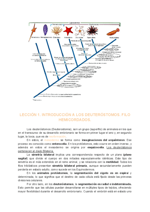 Miniatura del documento Zoologia-II-LECCIONES-1-4.pdf
