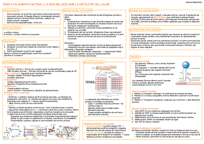 Miniatura del documento resums-bloc-2-biocel.pdf