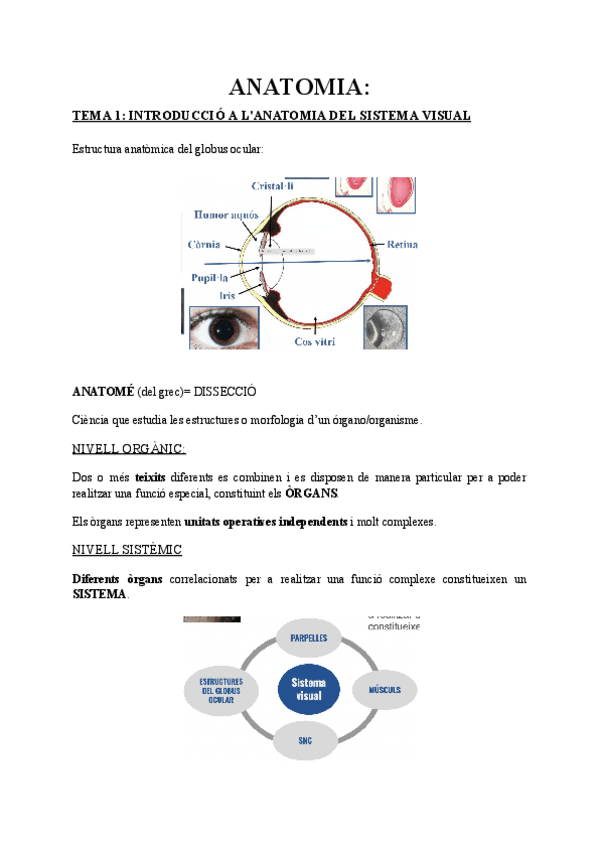 Miniatura del documento Resum-ANATOMIA-tema-1.pdf