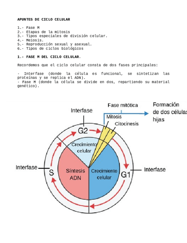Miniatura del documento Ciclo-celular.-Fase-M.-Mitosis-y-Meiosis.pdf