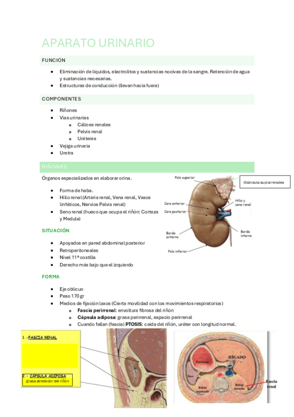 Miniatura del documento Aparato-urinario-y-genitalmasc-y-fem-2024-2025.pdf