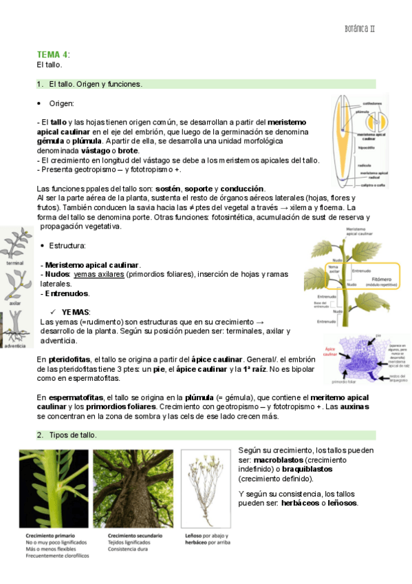 Miniatura del documento TEMA-4-BOT-II.pdf