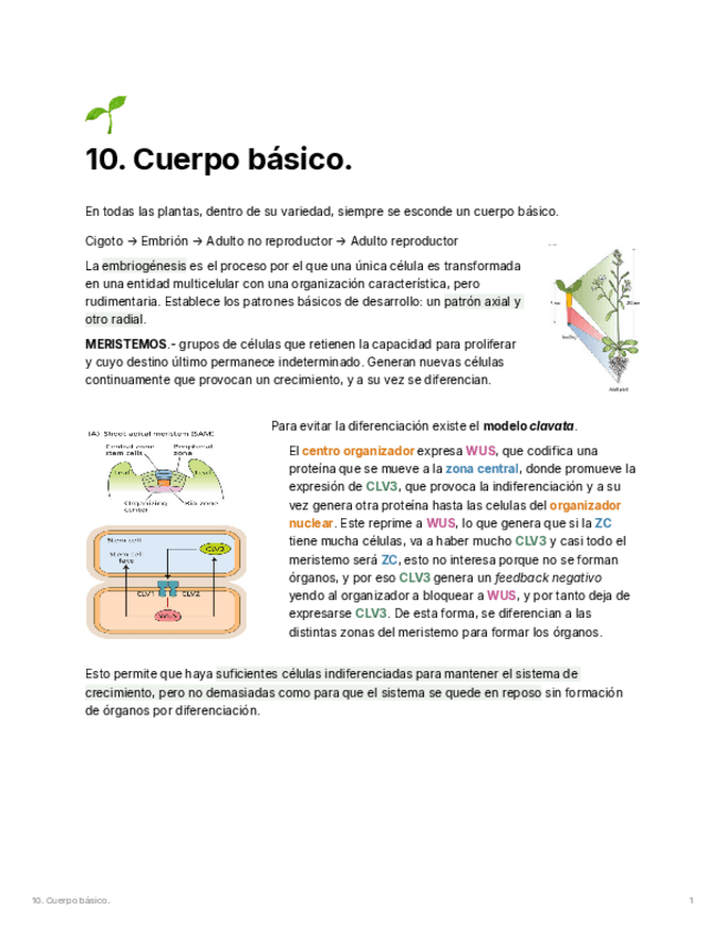 Miniatura del documento T10.-Cuerpo-basico.pdf
