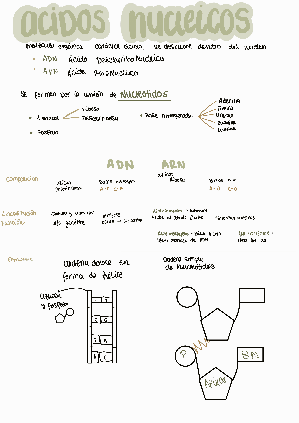 Miniatura del documento Acidos-nucleicos.pdf