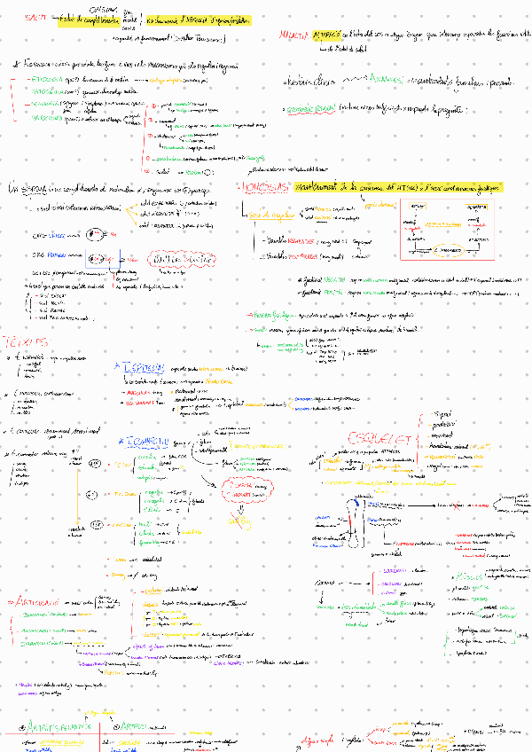 Miniatura del documento Esquema-parcial-fisio-I.pdf