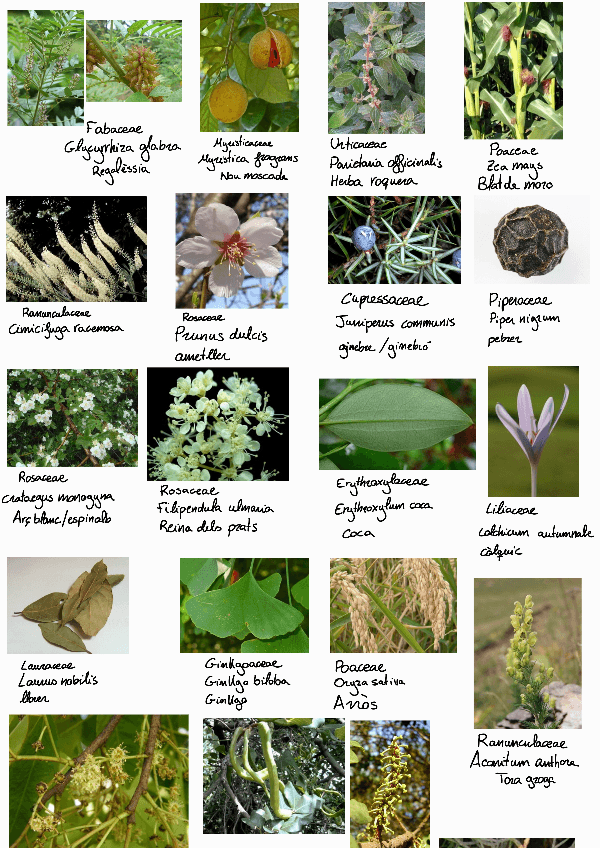 Miniatura del documento Fotos-questionaris.pdf