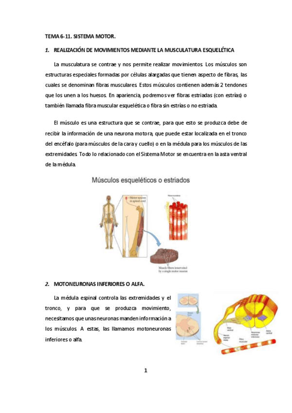 Miniatura del documento RESUMEN TEMA 6-11.pdf