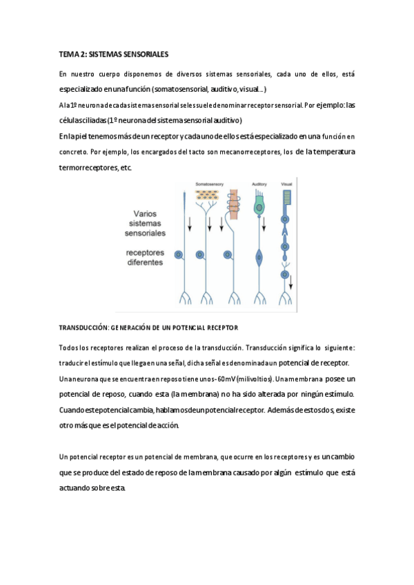 Miniatura del documento RESUMEN TEMA  2-3.pdf