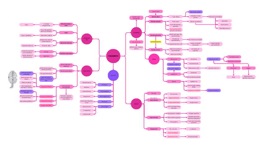 Miniatura del documento TEGUMENTO.pdf
