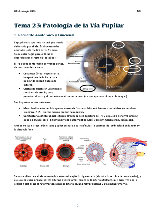 Miniatura del documento TEMA-23-ALTERACIONES-PUPILARES.pdf
