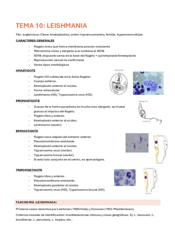 Miniatura del documento TEMA-10-12-PARASITOLOGIA.pdf