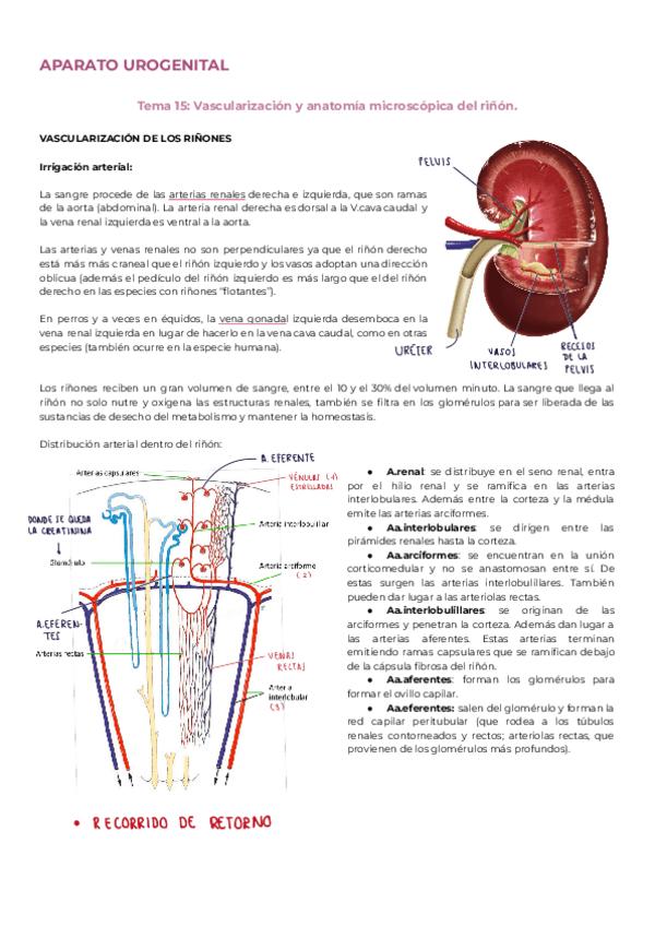 Miniatura del documento Tema-15-Vascularizacion-y-anatomia-microscopica-del-rinon.pdf