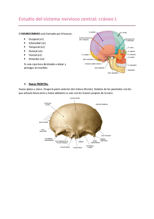 Miniatura del documento CRANEO-I.-NEUROCRANEO..pdf