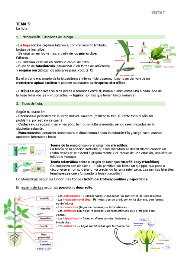 Miniatura del documento TEMA-5-BOT-II.pdf