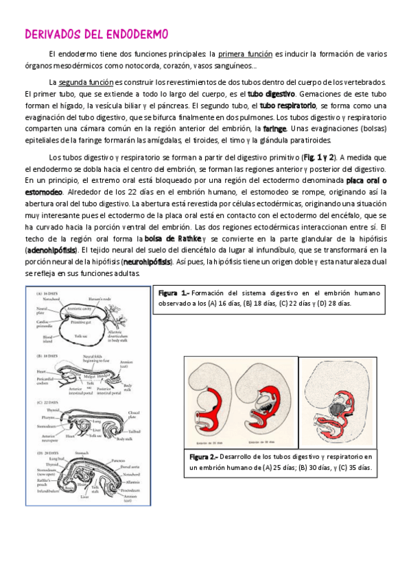 Miniatura del documento 15. Derivados endodermo (m).pdf