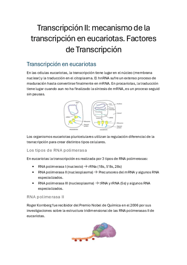 Miniatura del documento Tema-7-Transcripcion-en-Eucariotas.pdf