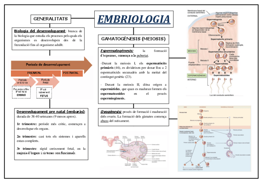 Miniatura del documento Esquema-Embriologia.pdf