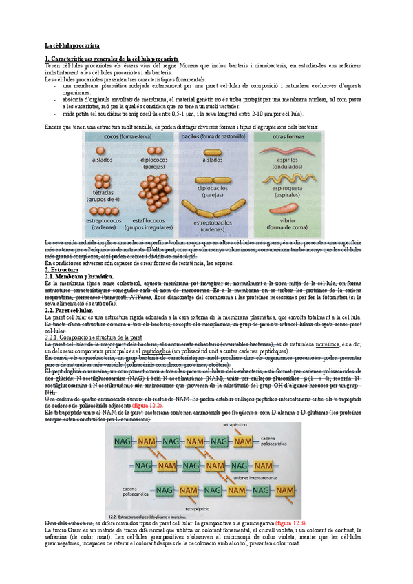 Miniatura del documento Celula-procariota.pdf
