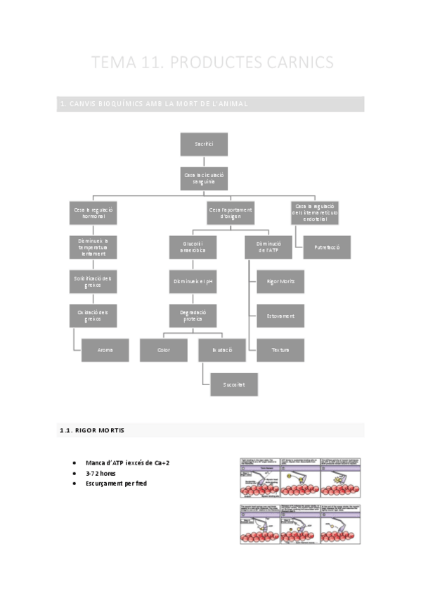 Miniatura del documento TEMA-11.-Productes-carnics.pdf